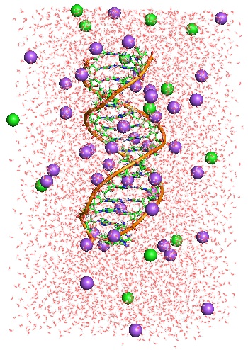 All atom simulation of DNA